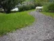 Verlorenes Schaf (Foto: Hartmut Schuessler): Ein Schaf l&auml;uft weg